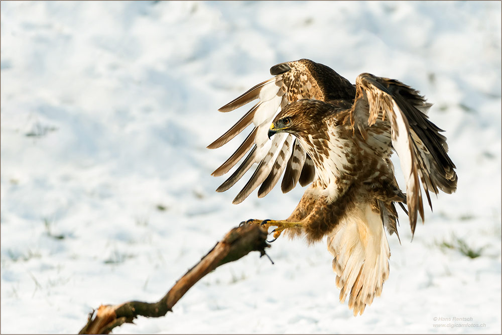 Mäusebussard