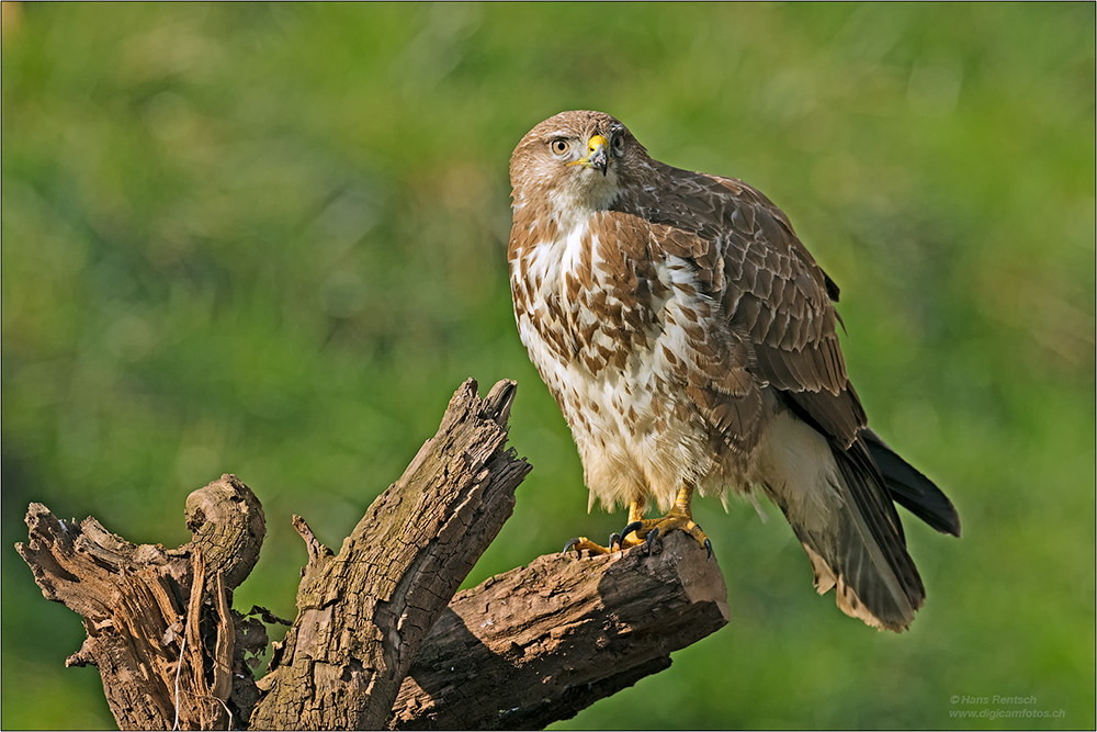 Mäusebussard