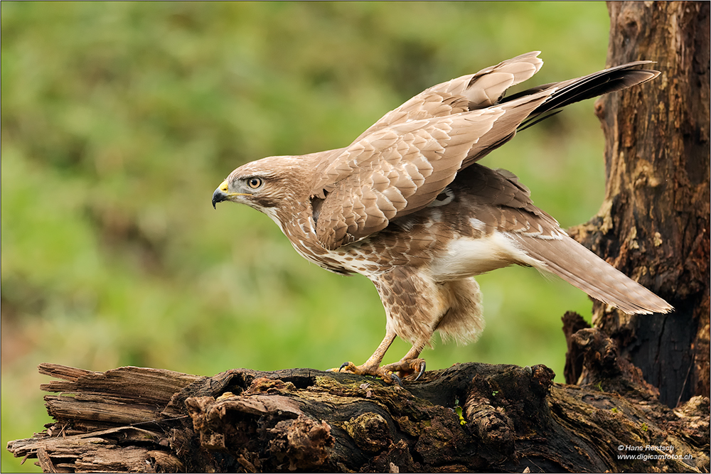 Mäusebussard