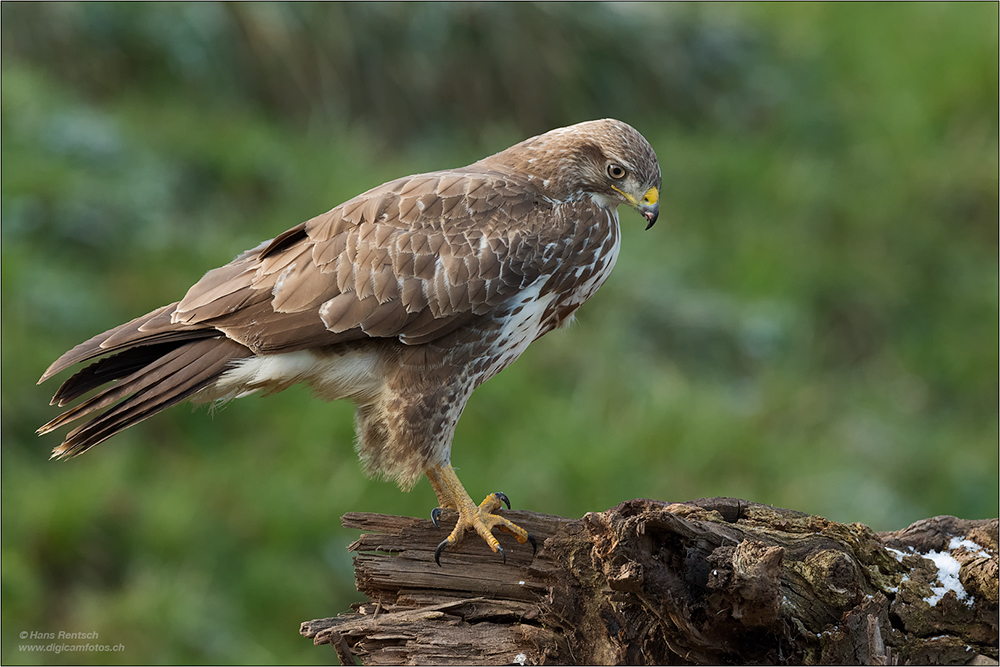 Mäusebussard