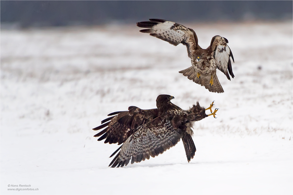 Mäusebussard