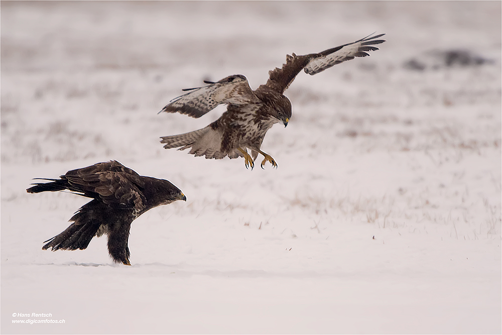 Mäusebussard