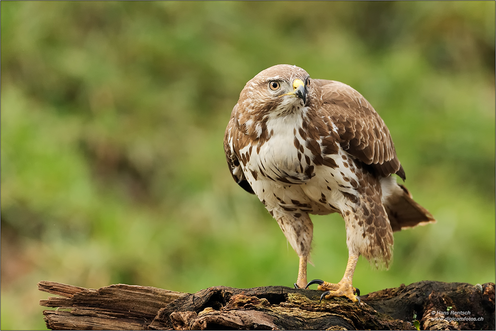 Mäusebussard