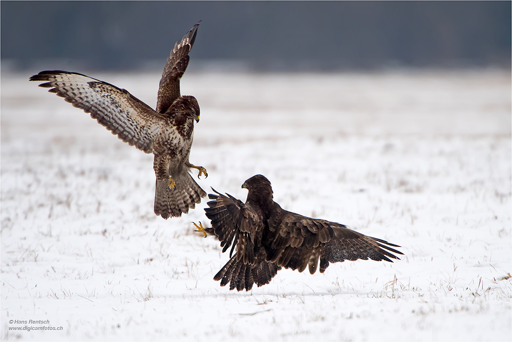 Mäusebussard