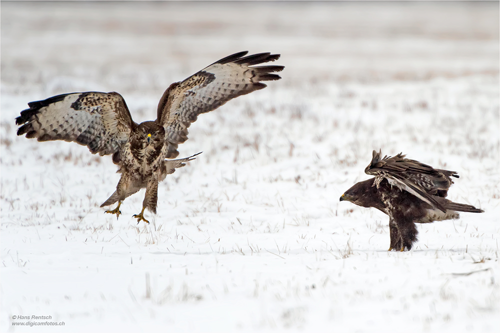 Mäusebussard