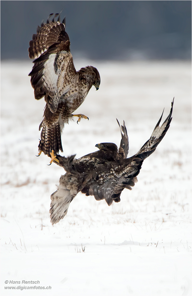 Mäusebussard