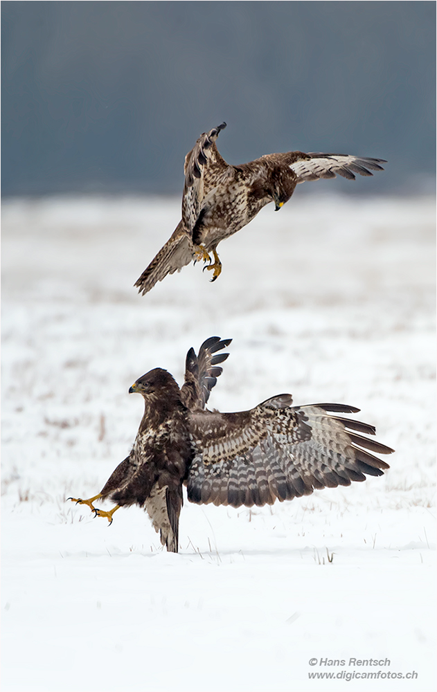 Mäusebussard