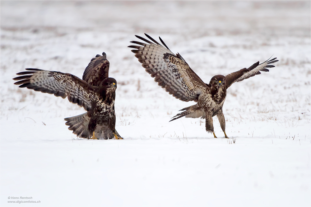 Mäusebussard