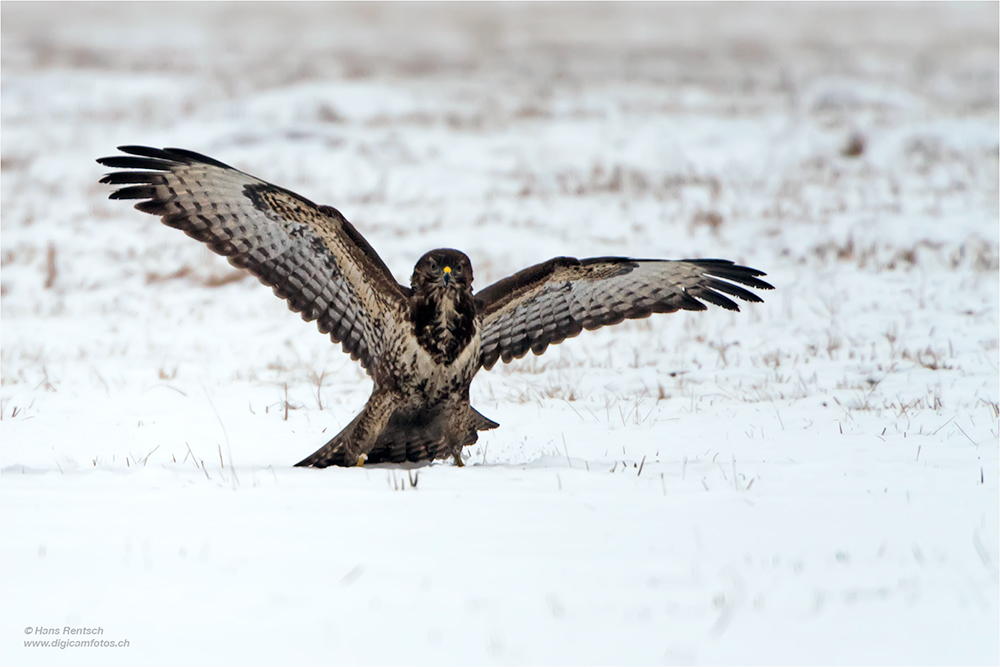 Mäusebussard