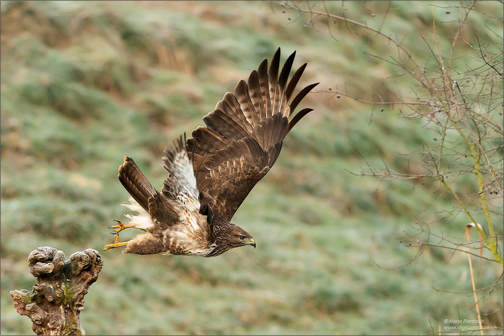 Mäusebussard