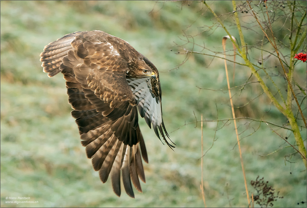 Mäusebussard