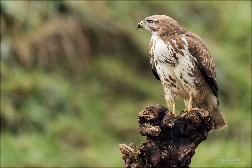 Mäusebussard