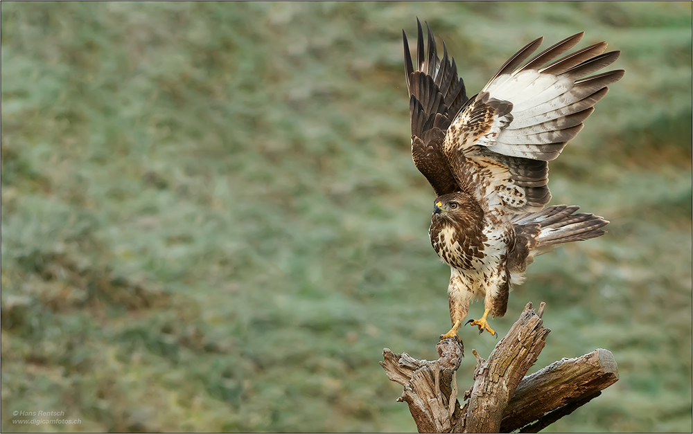 Mäusebussard