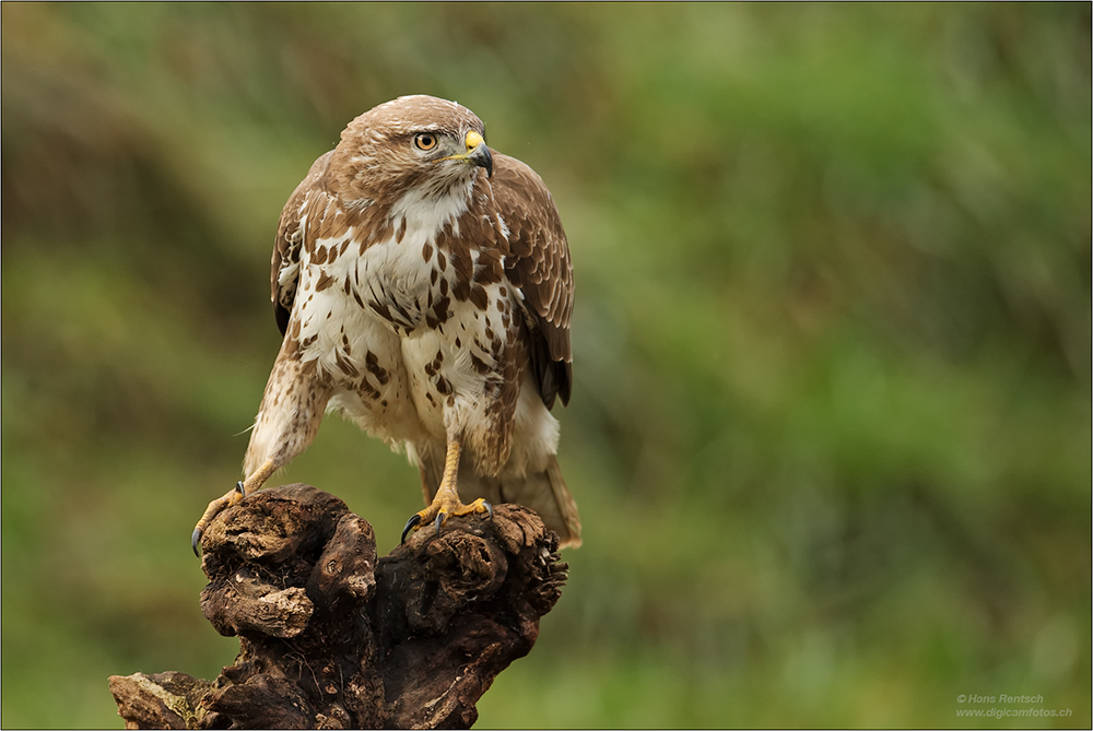 Mäusebussard