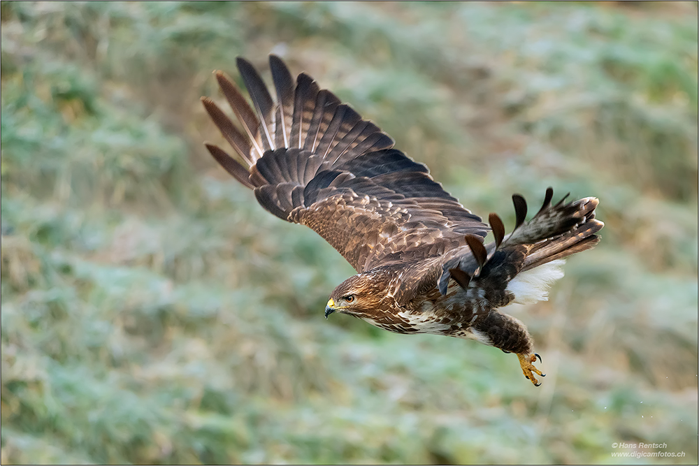 Mäusebussard