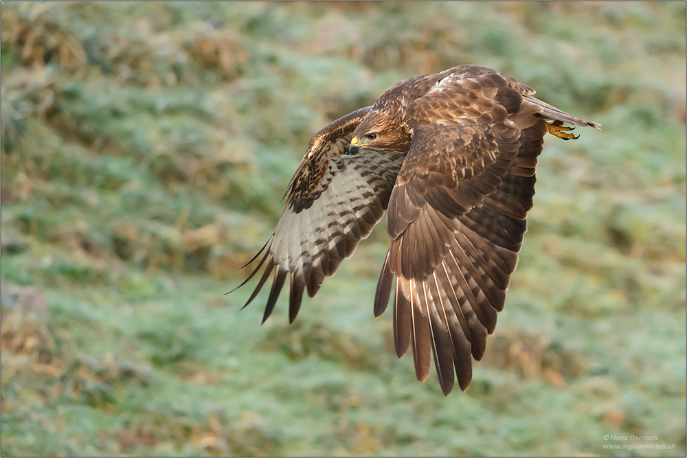 Mäusebussard