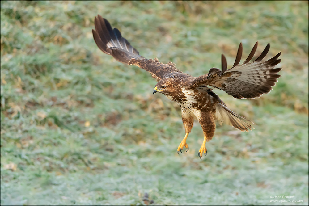 Mäusebussard