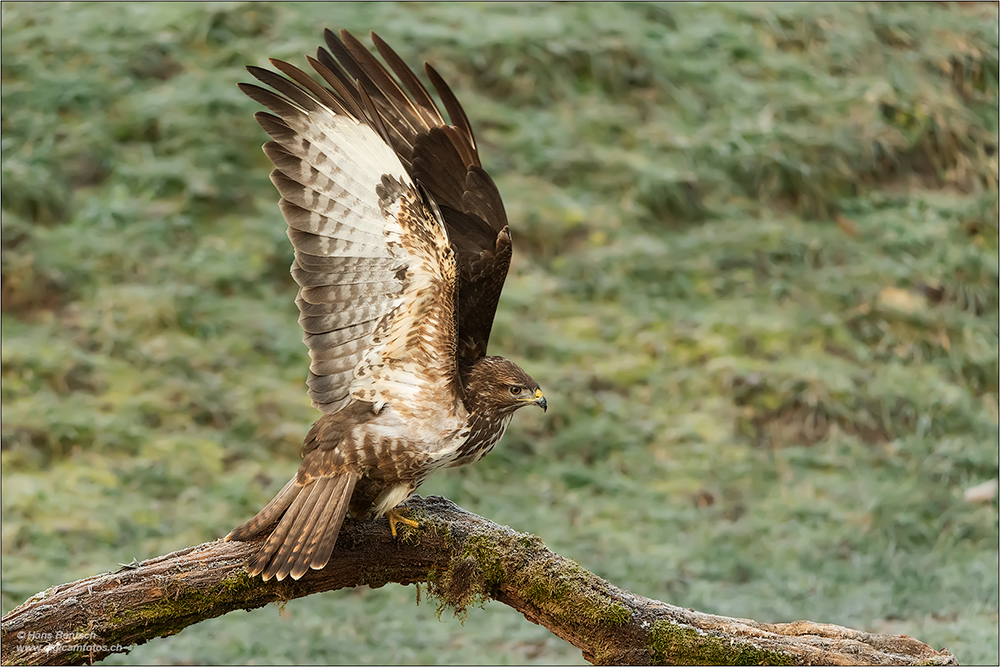 Mäusebussard