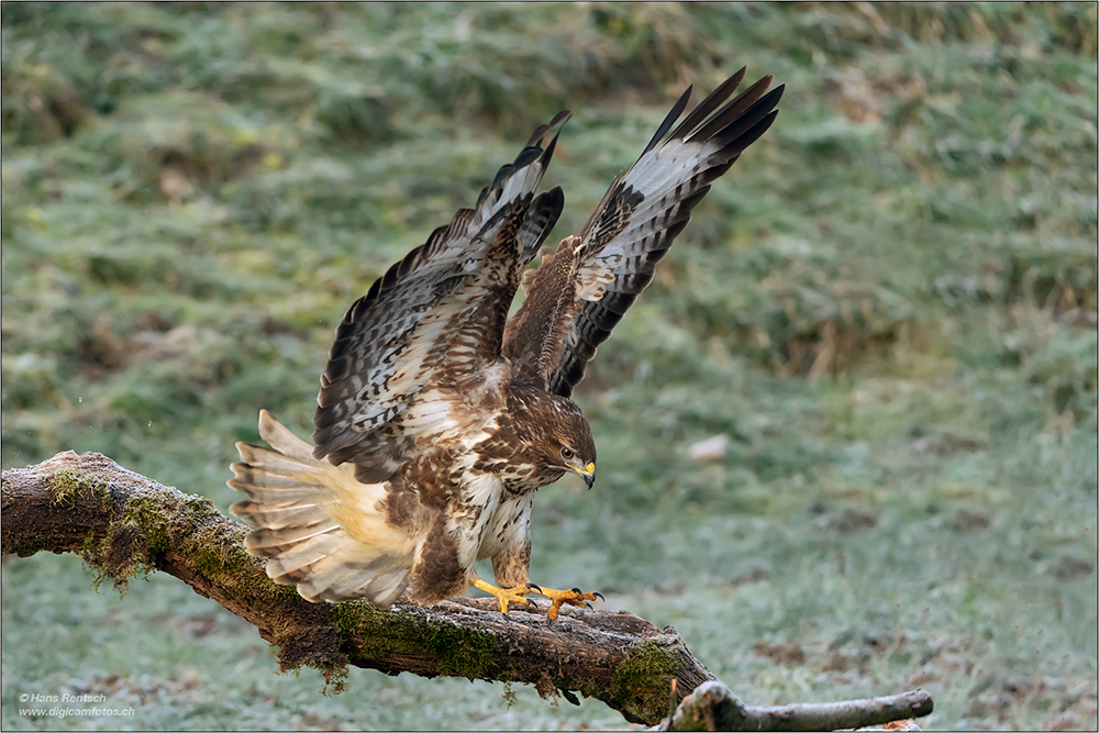 Mäusebussard