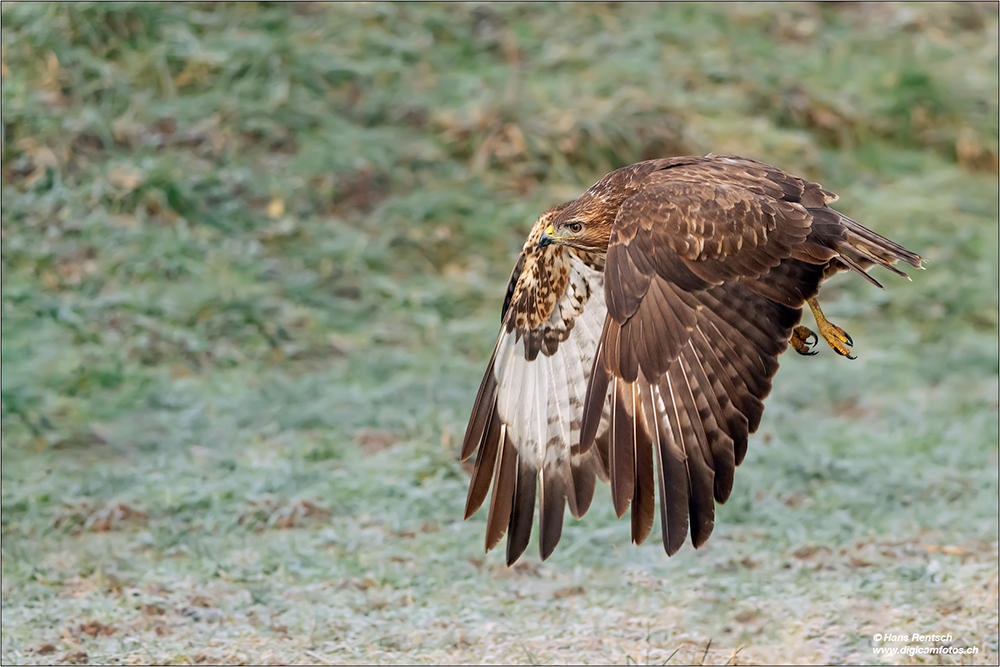 Mäusebussard