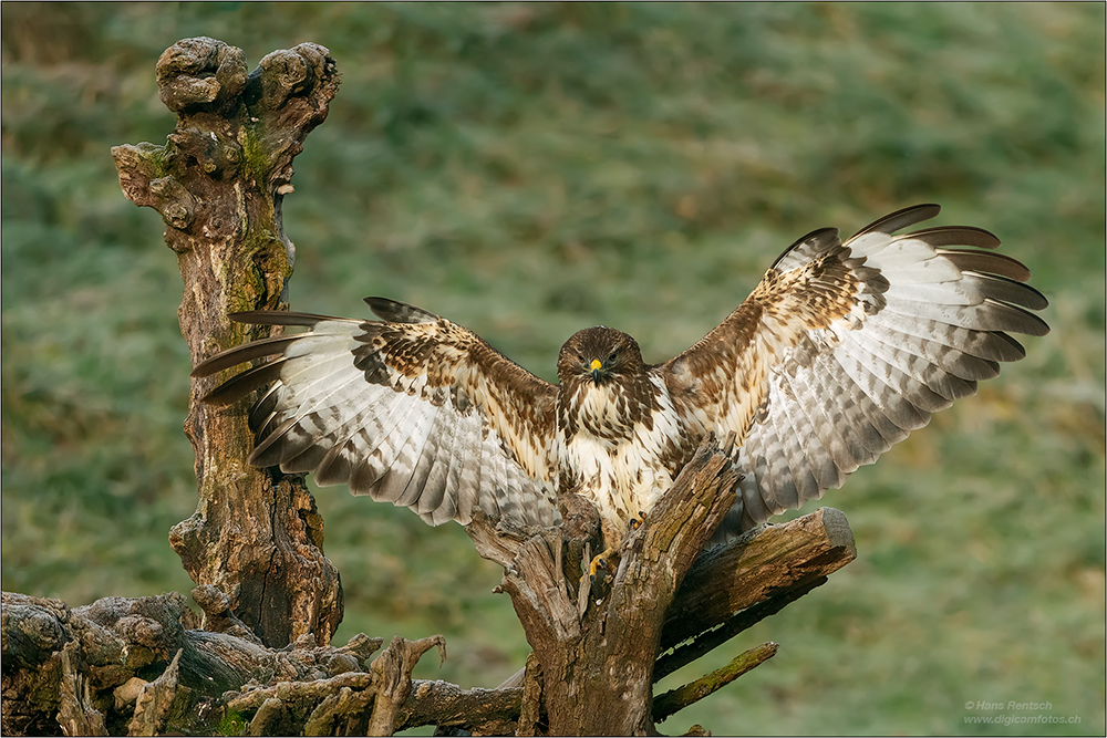 Mäusebussard