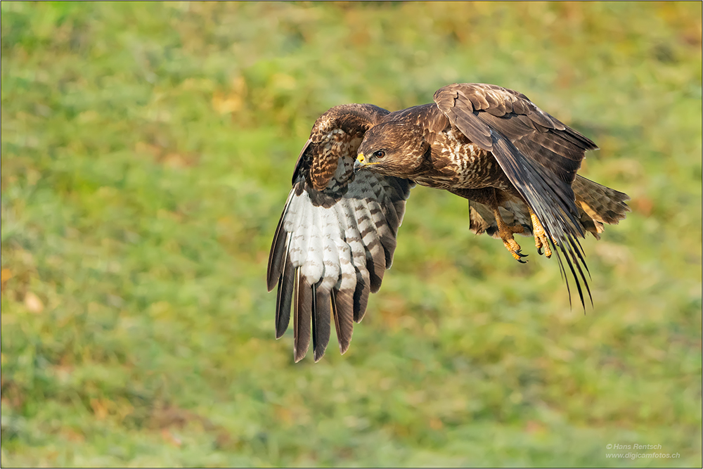 Mäusebussard