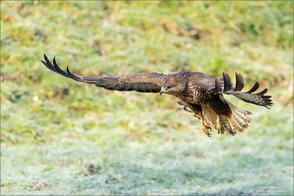 Mäusebussard