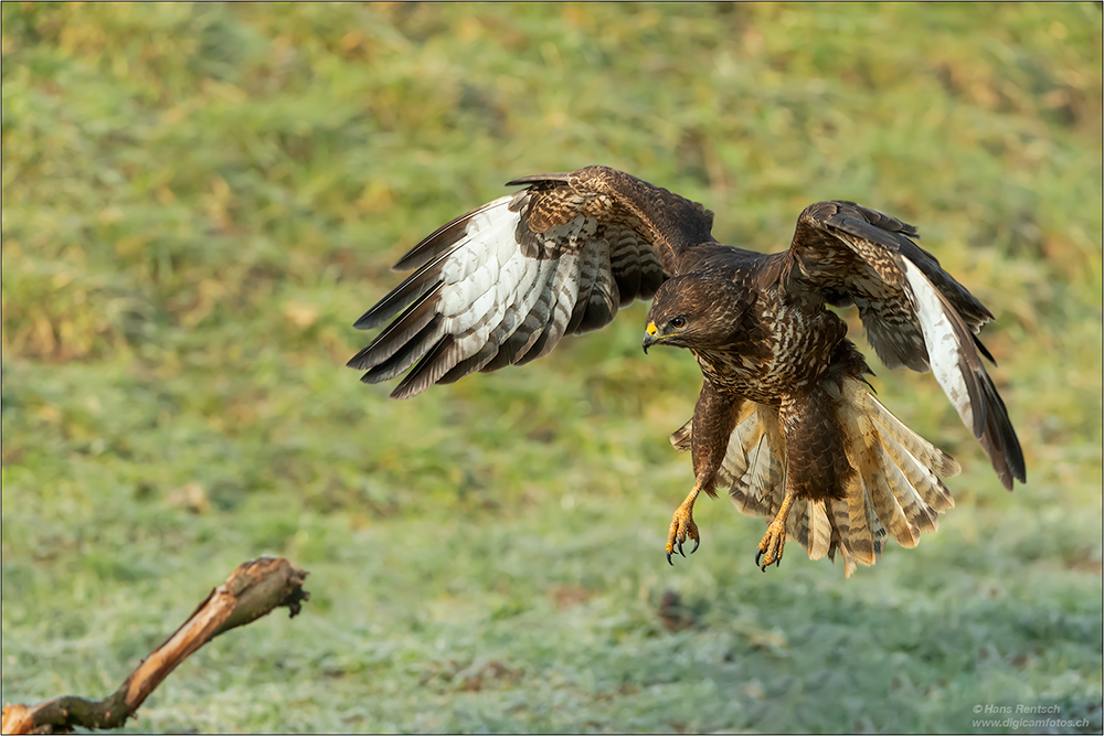 Mäusebussard