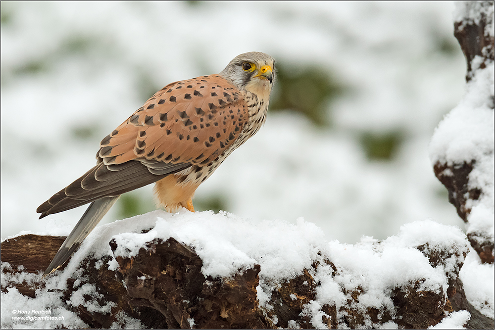 Turmfalke