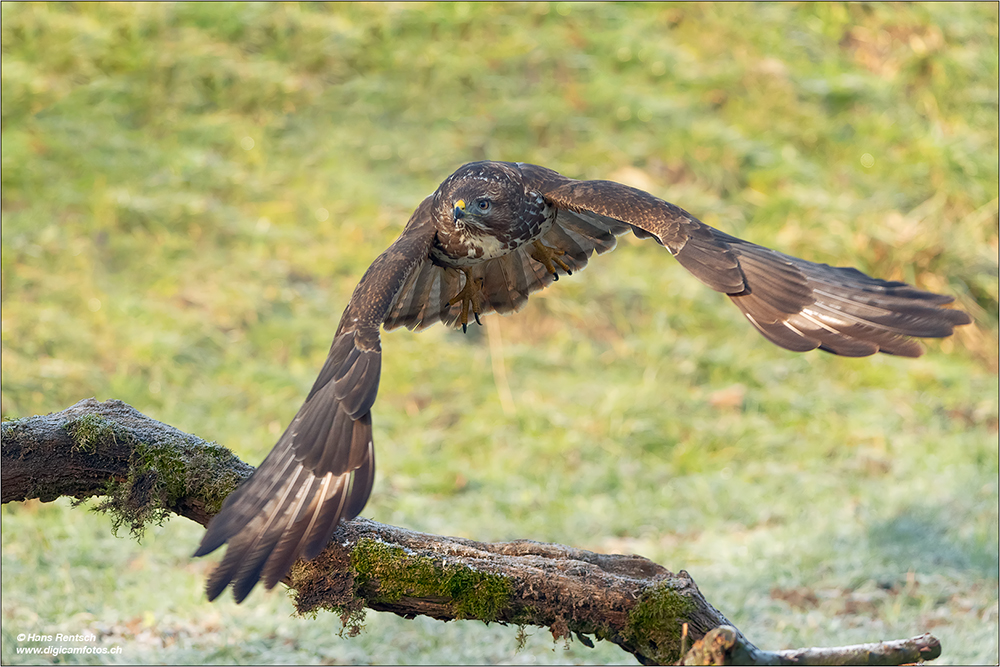 Mäusebussard