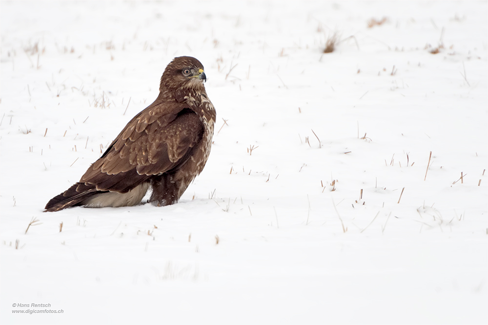 Mäusebussard