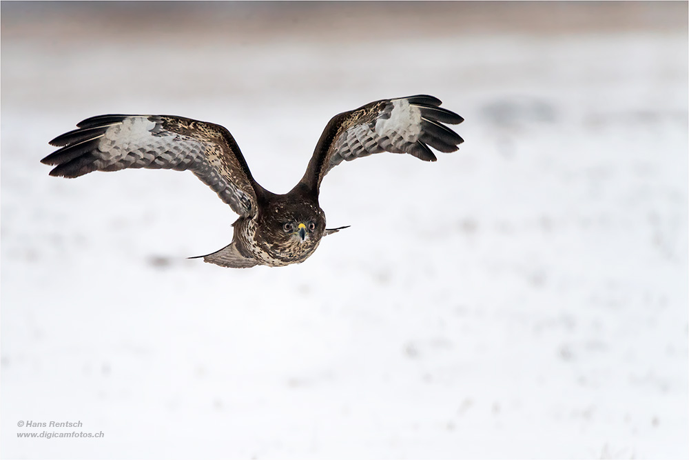 Mäusebussard