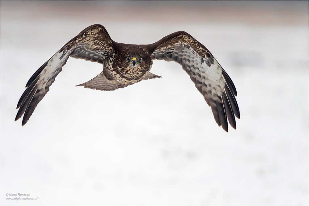 Mäusebussard