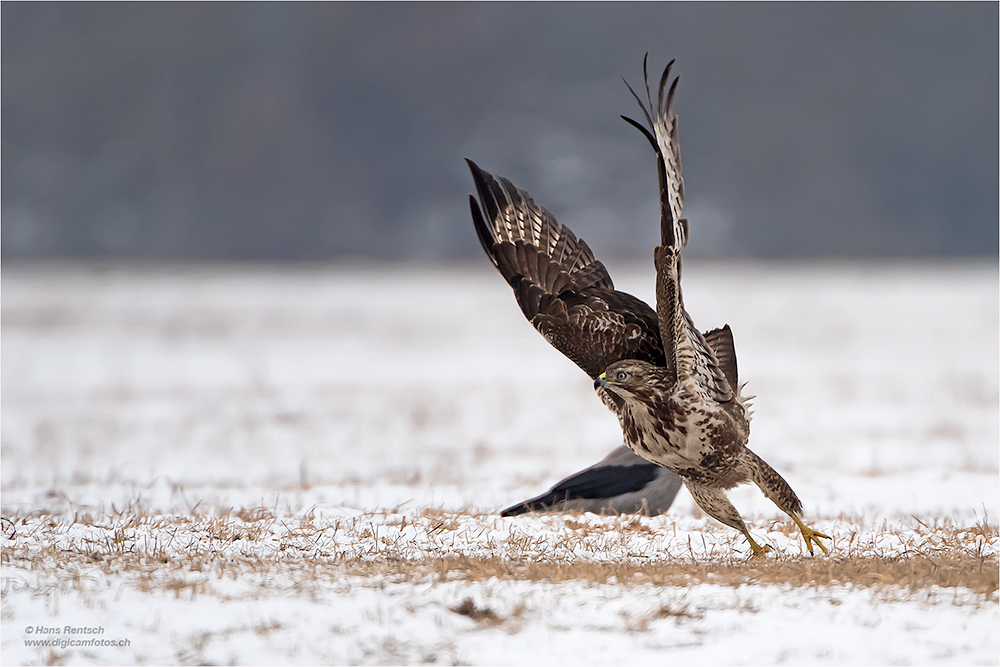 Mäusebussard