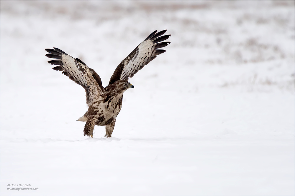 Mäusebussard