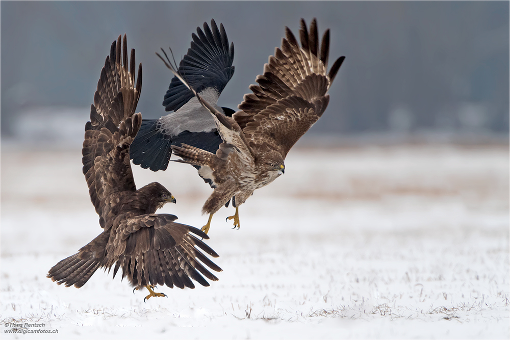 Mäusebussard