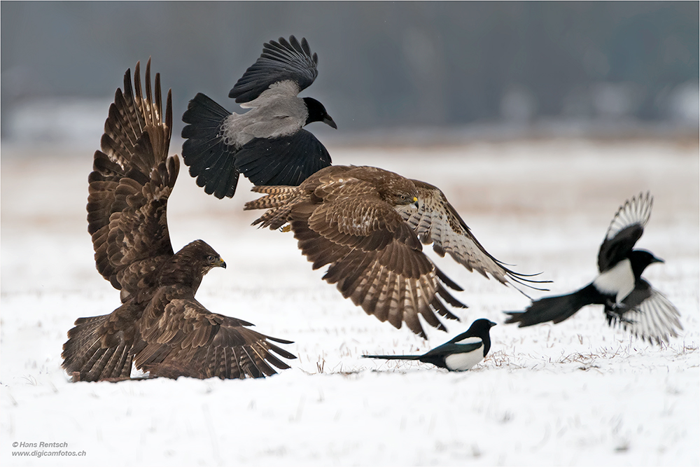 Mäusebussard