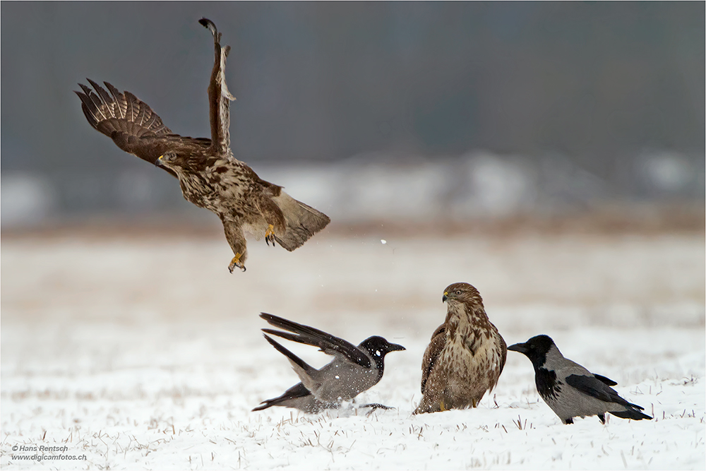 Mäusebussard