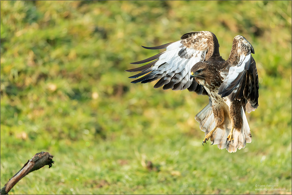 Mäusebussard