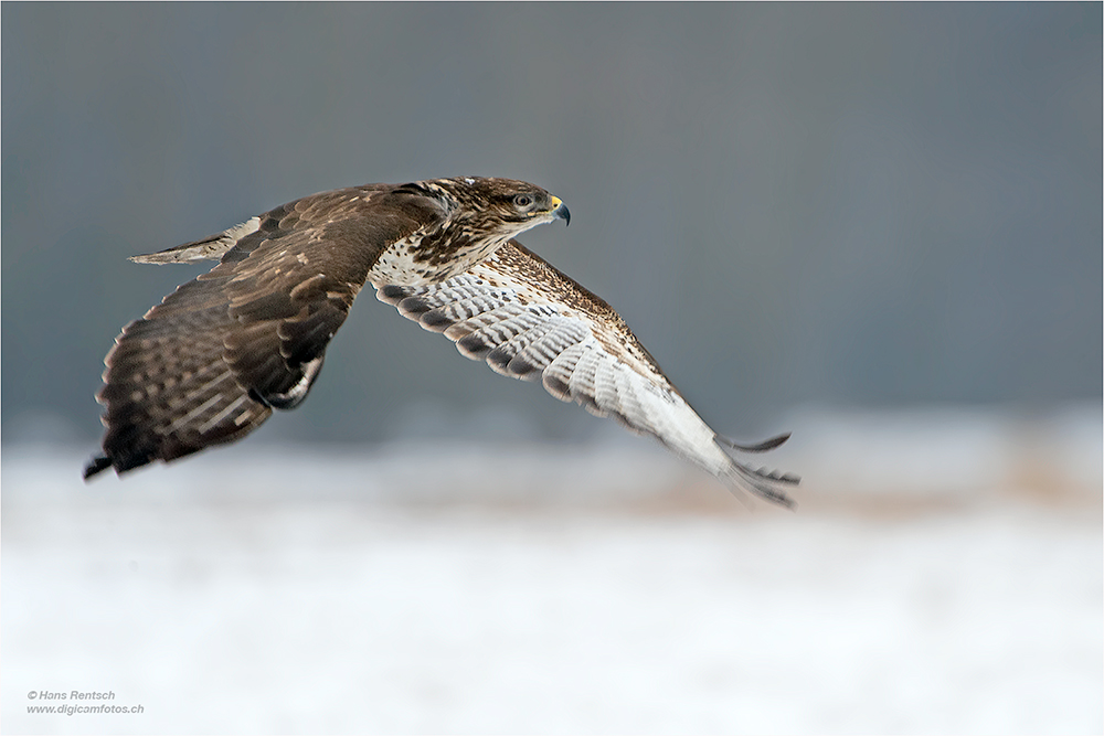 Mäusebussard