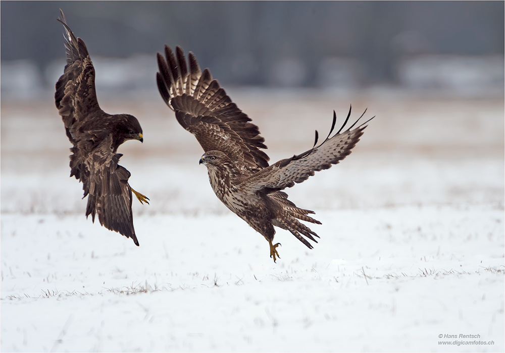 Mäusebussard