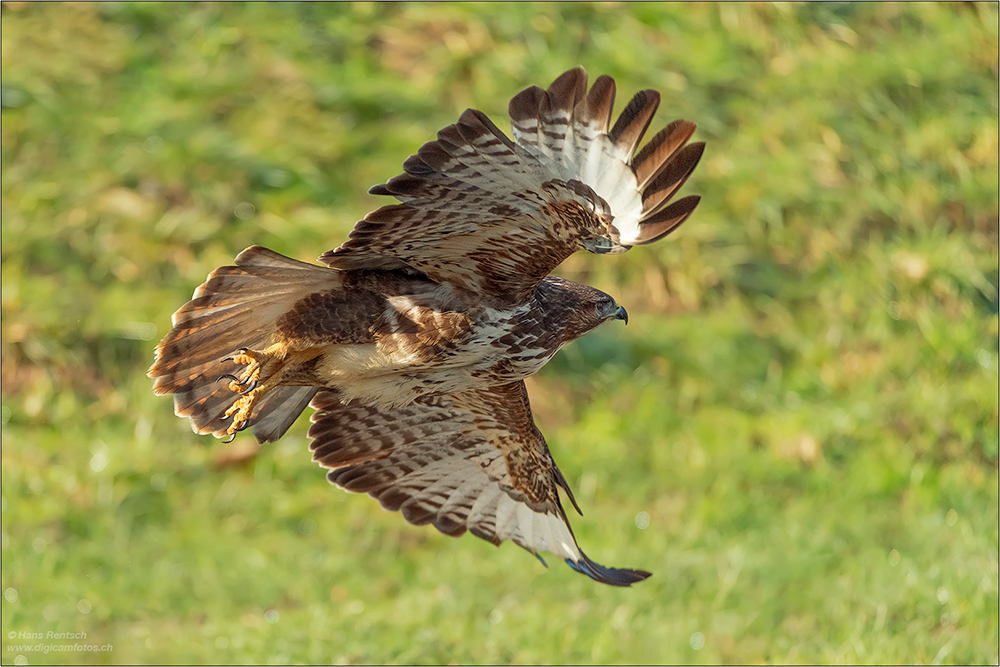 Mäusebussard