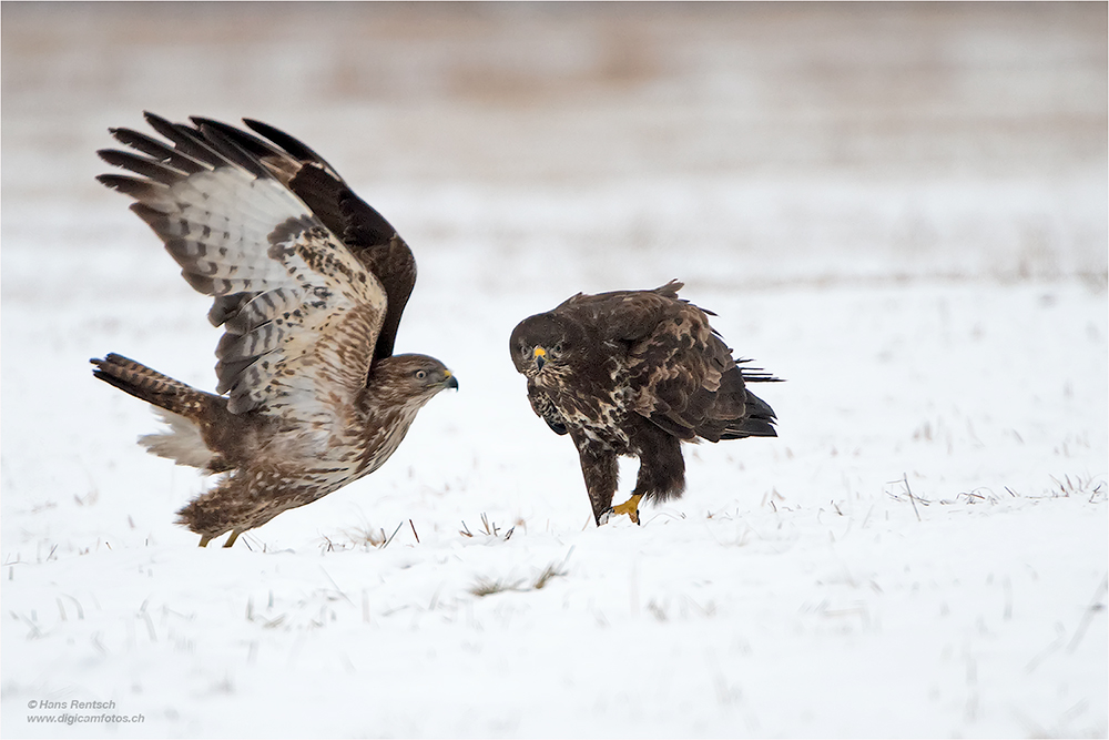 Mäusebussard