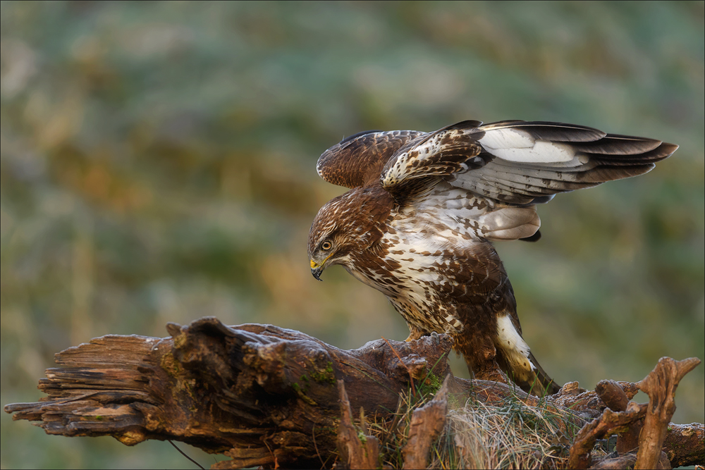 Mäusebussard