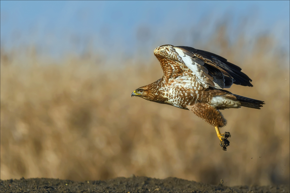 Mäusebussard