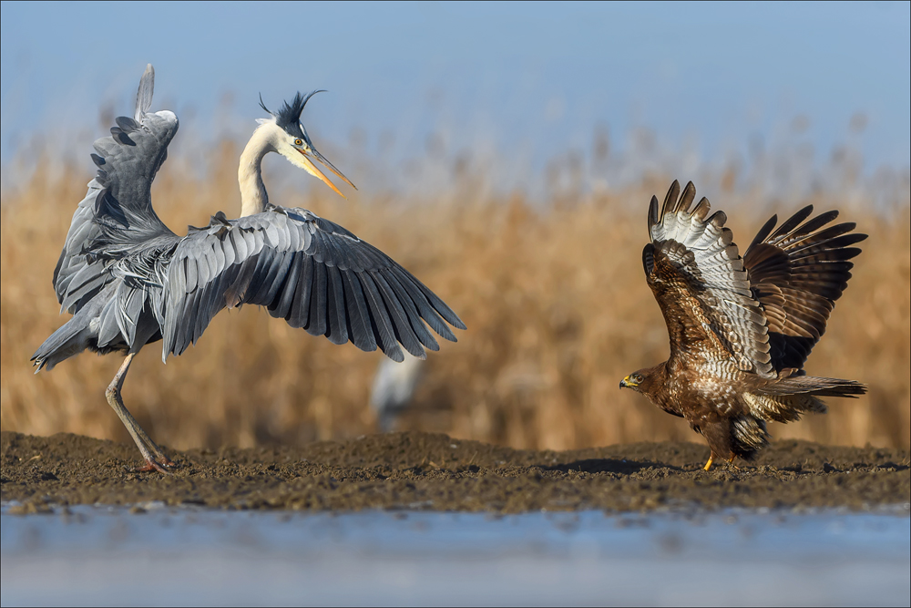 Mäusebussard & Graureiher