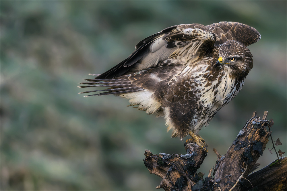 Mäusebussard