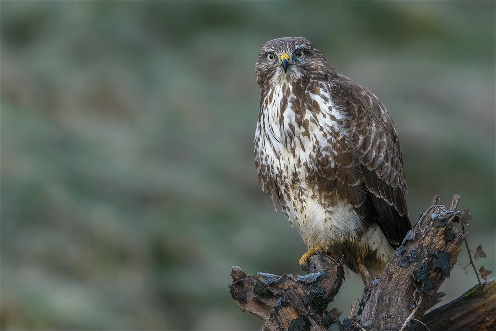 Mäusebussard