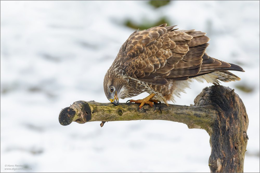 Mäusebussard