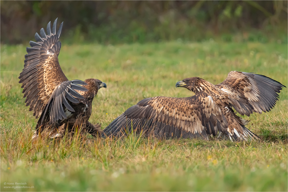 Seeadler